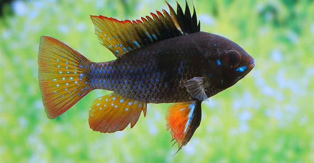 Pielęgniczka Ramireza odmiana CZARNA - Mikrogeophagus ramirezi - dowóz