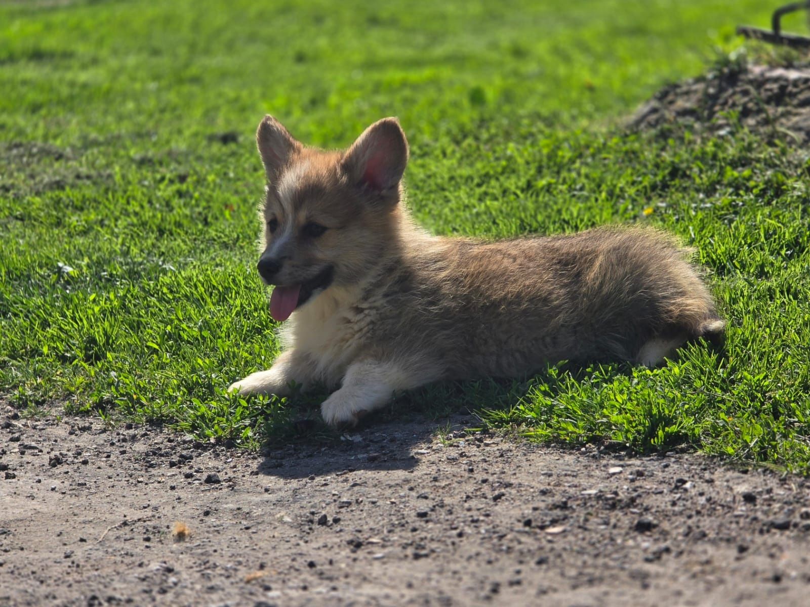 WELSH Corgi Pembroke szczeniak piesek do odbioru Kazuro