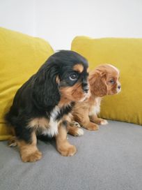 Cavalier King Charles Spaniel - suczka