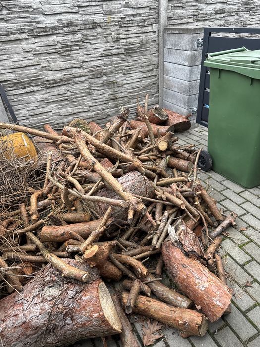 Pociete galezie sosny