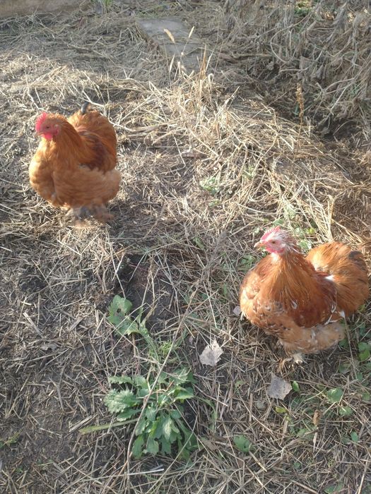 Продам двух петуов