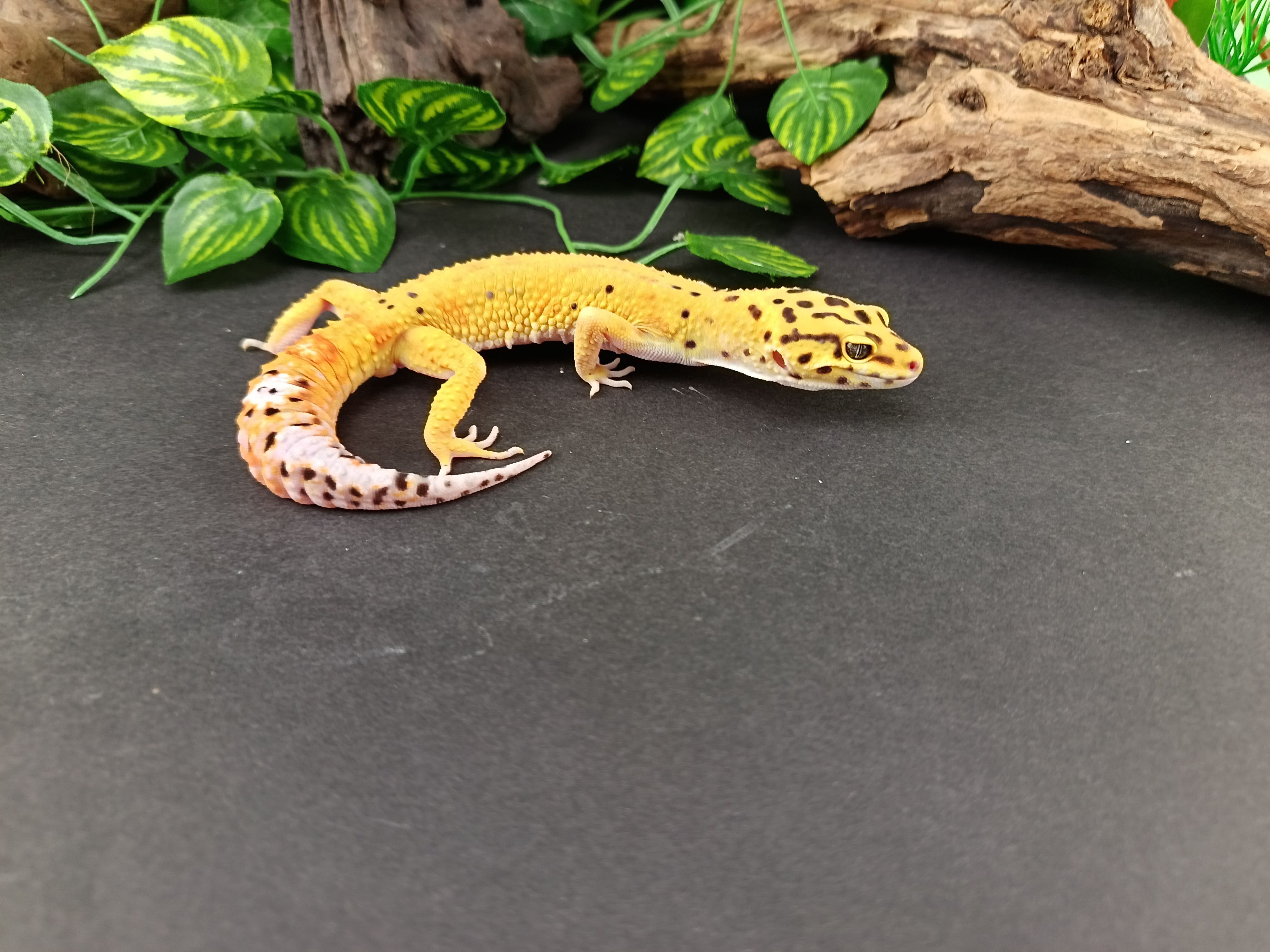 Gekon Lamparci Tangerine & Green Jungle  nr ref. EM436