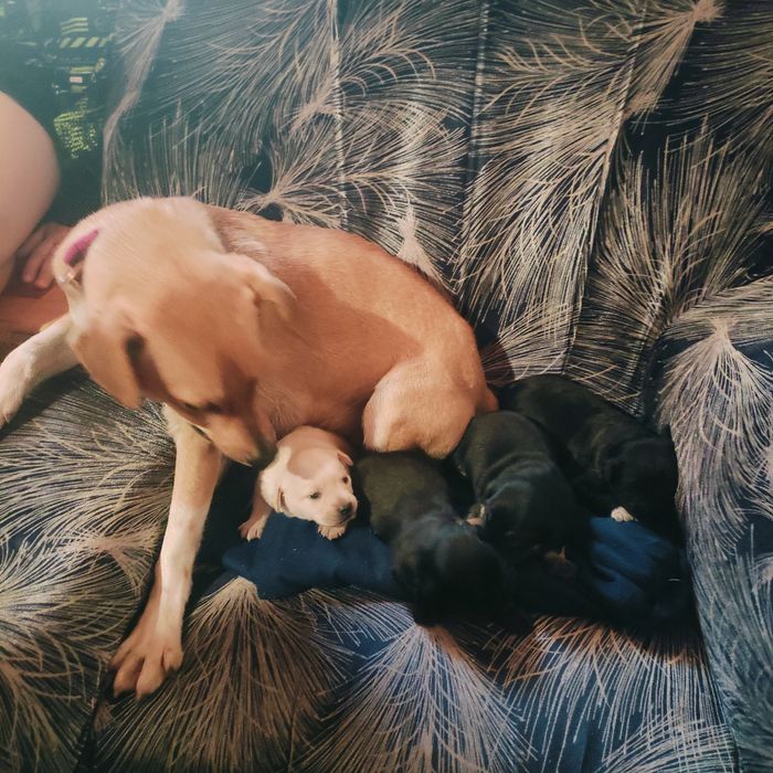 Oddam pieski w dobre ręce