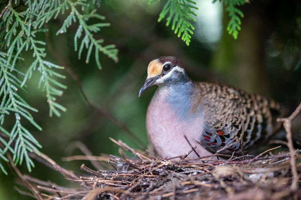 Птиця фапси молодняк цього року.