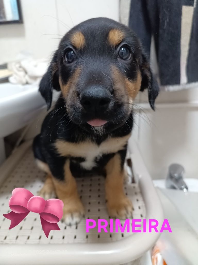 3 cadelinhas para Adoção