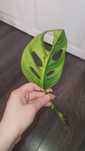 Monstera adansonii aurea pędówka