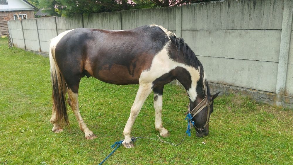 Продаю жеребця а поміняю на молоду корову