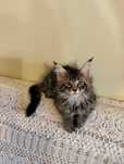 Przepiękny kotek rasy Maine Coon