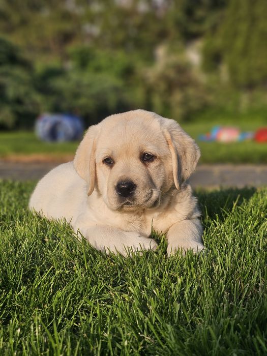Labrador retriever suczka