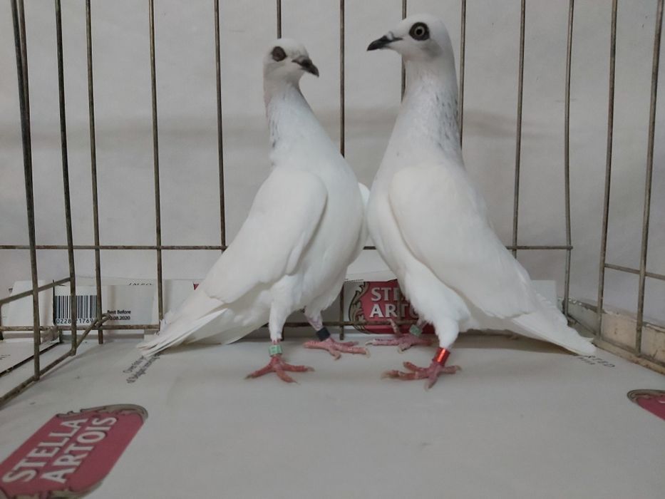 Gołębie Jasne Białoogony