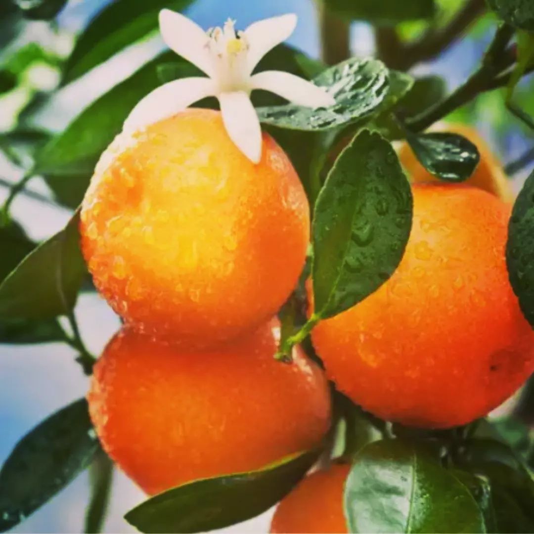 Цитрусовые Комнатный Лимон и Апельсин в горшке плодоносящие