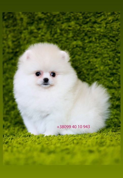 Exclusive SUPER VIP щенки померанские шпицы. Белый щенок шпиц мишка