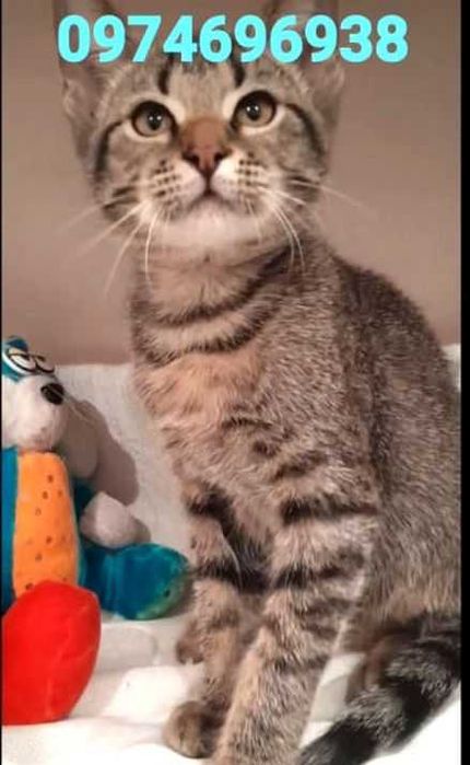 віддам кота кошеня хлопці 10міс щеплені