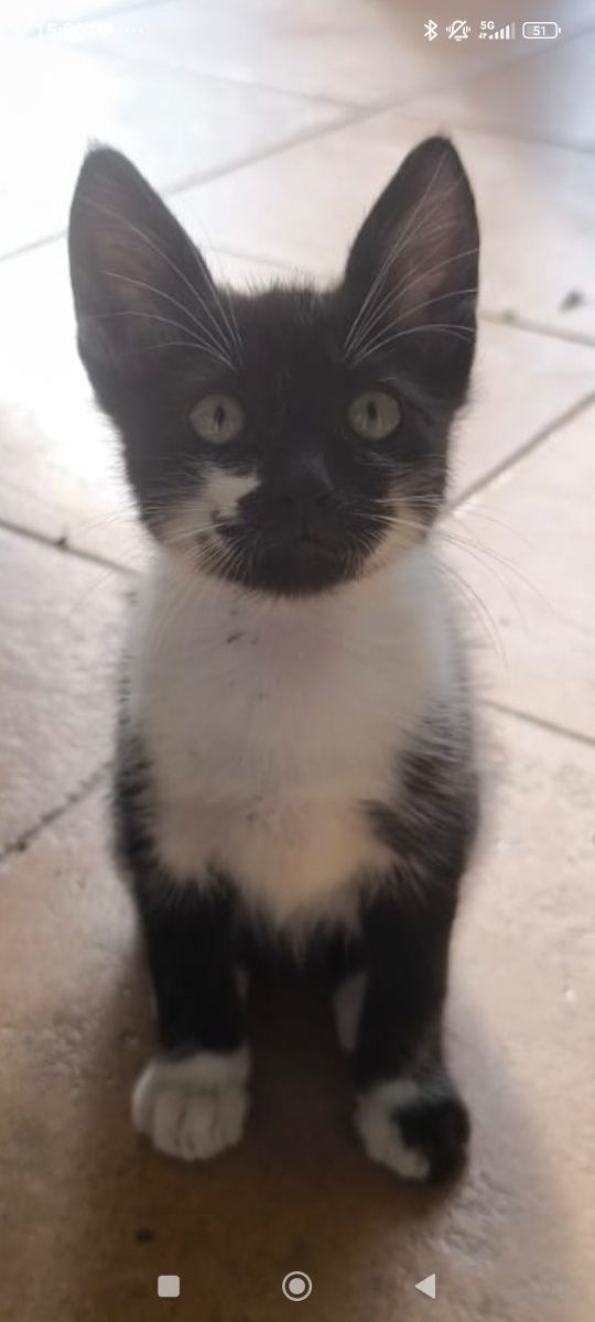 Gatinho para adoção