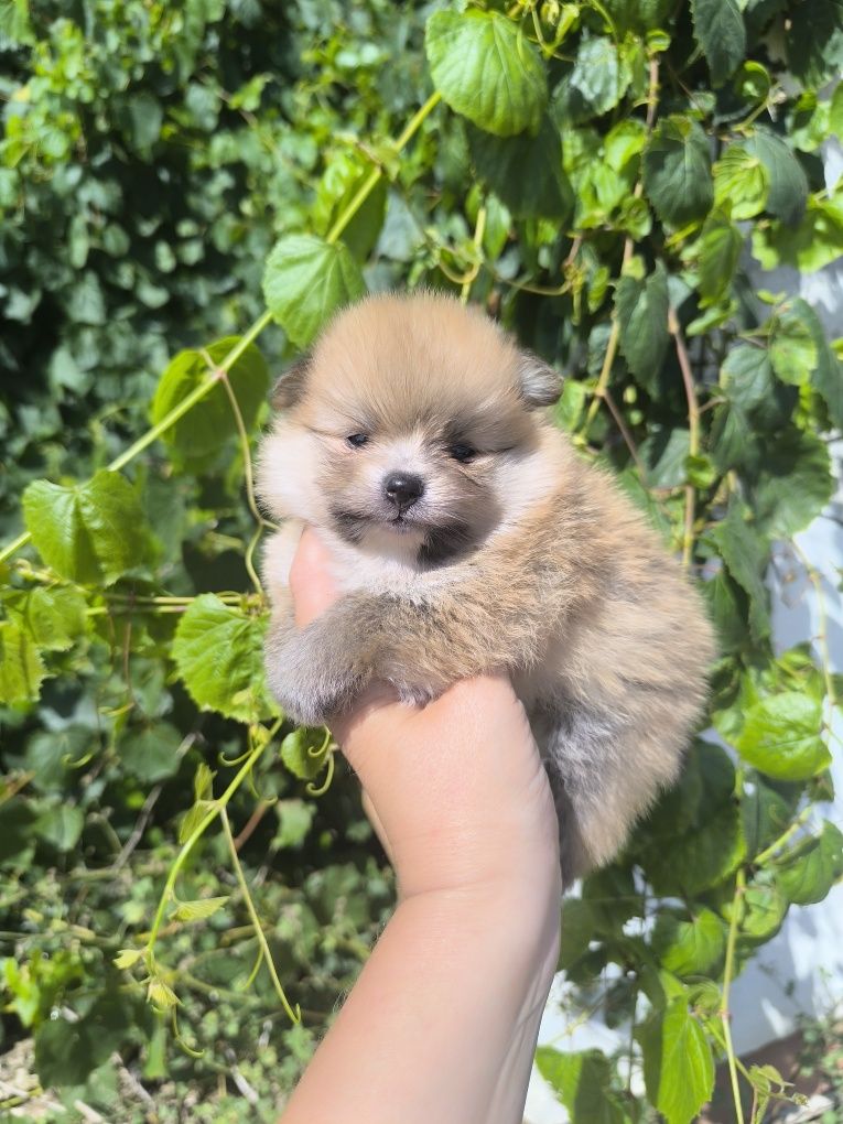 Spitz Anão.Lulu da Pomerânia .Lop Afixo. Tamanho Super mini