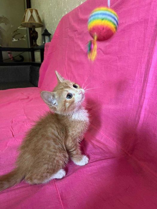 красивые котята для добрых людей !