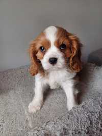 Cavalier king charles spaniel