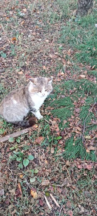 Кот в добрые руки