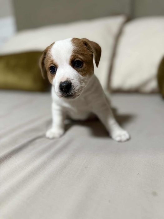 Jack Russel terrier- kochany piesek ! Rezerwacja