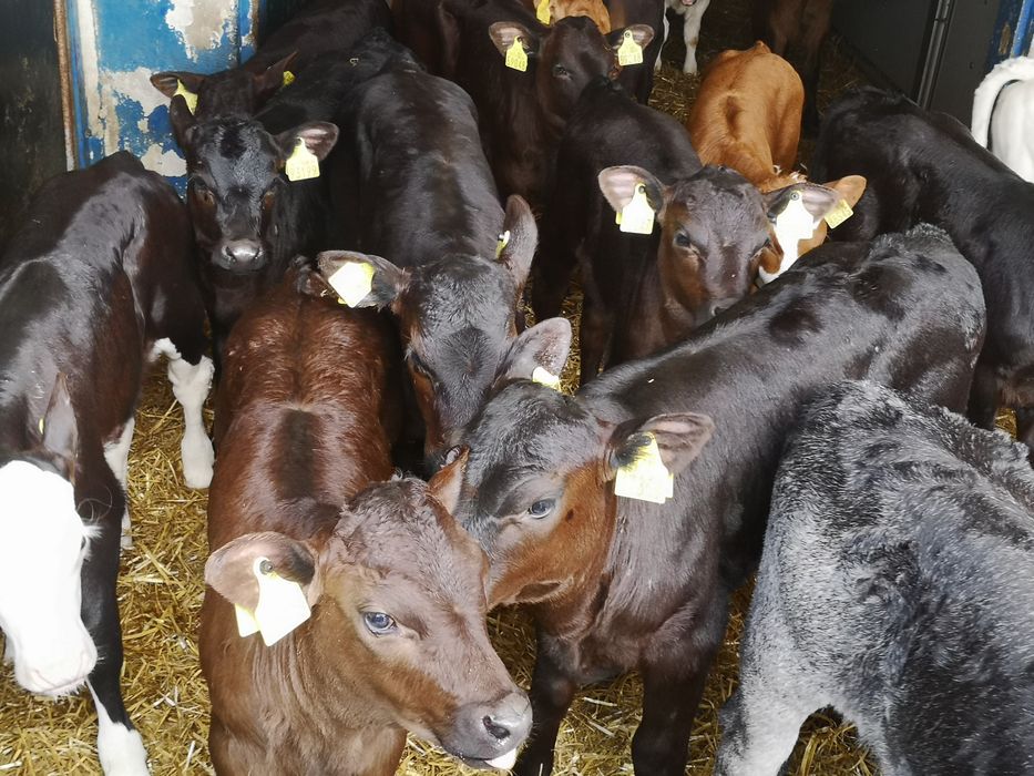 Cielaki mięsne i mieszańce waga od 70 kg do 100 kg