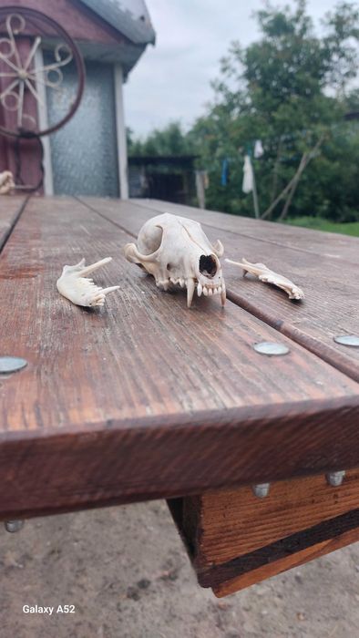 Черепи голови лисиці