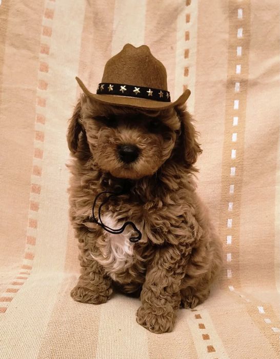 Плюшева ковбойка Мальтипу дівчинка. Мини мальтипу, микро мальтипу