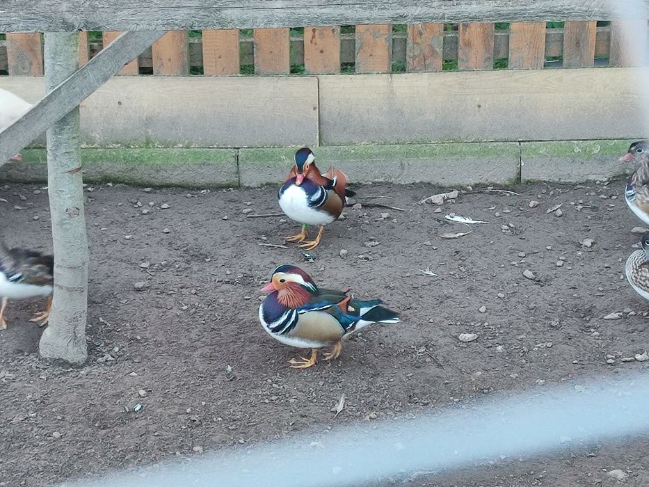 Sprzedam  kaczki mandarynki