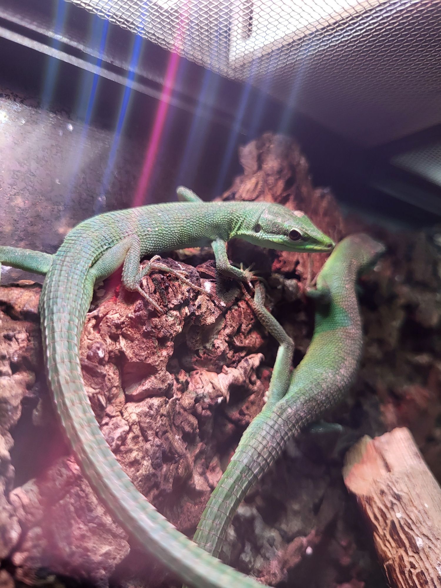 Takydromus dorsalis samiec jaszczurka długoogonowa zielona
