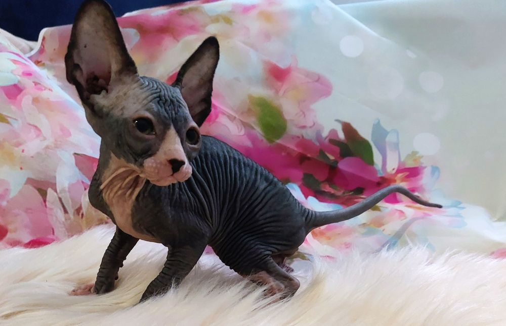 Dżamall sphinx canadyjski czarno bialy