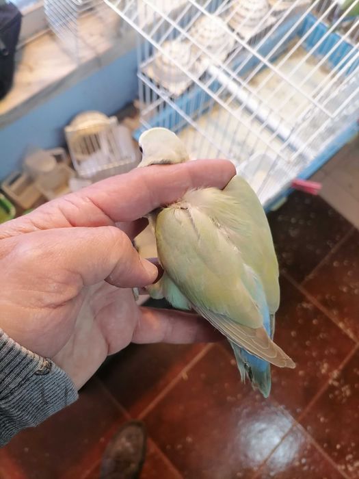 Agarponis rosicolas long.