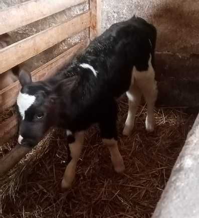 Byczek HO i jałoszka MM