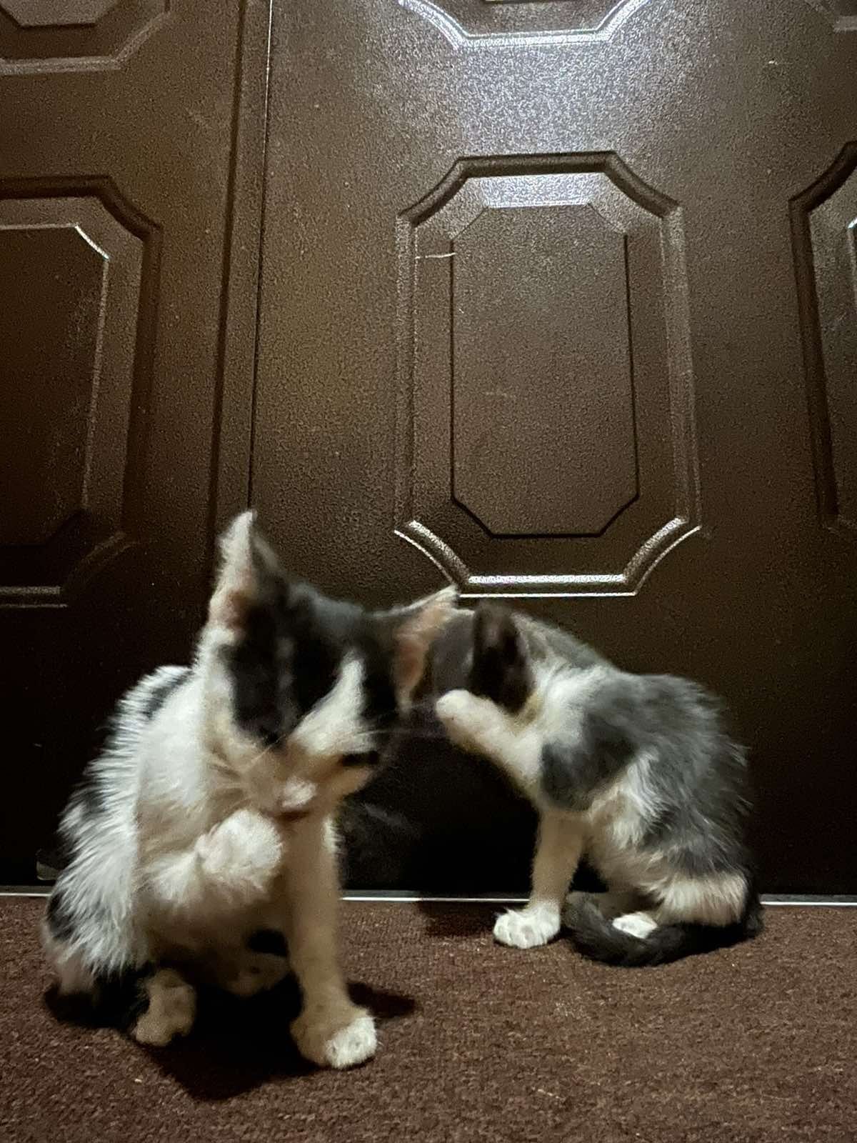 Отдам котят бесплатно
