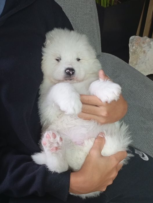 Cudny szczeniaczek rasy samoyed