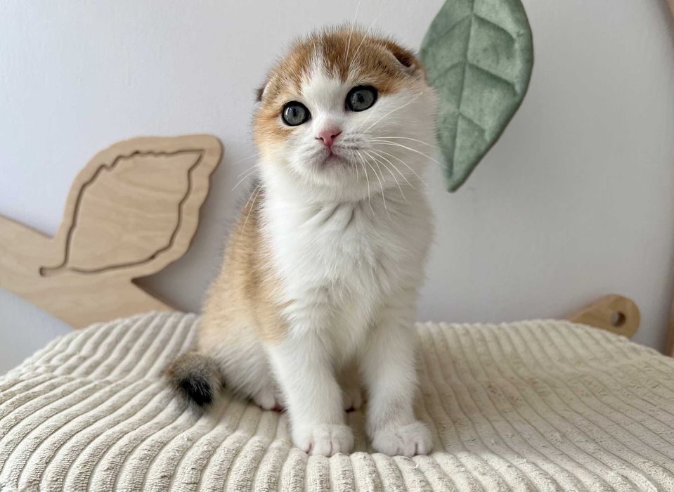 Kocurek szkocki zwisłouchy w kolorze złotym