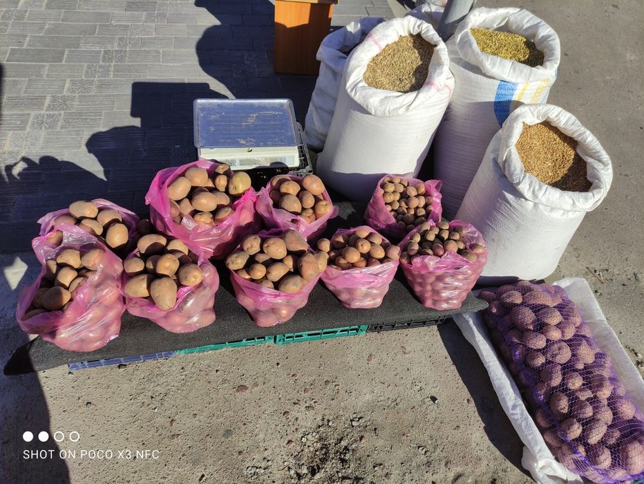 Картопля Біла Роса домашня