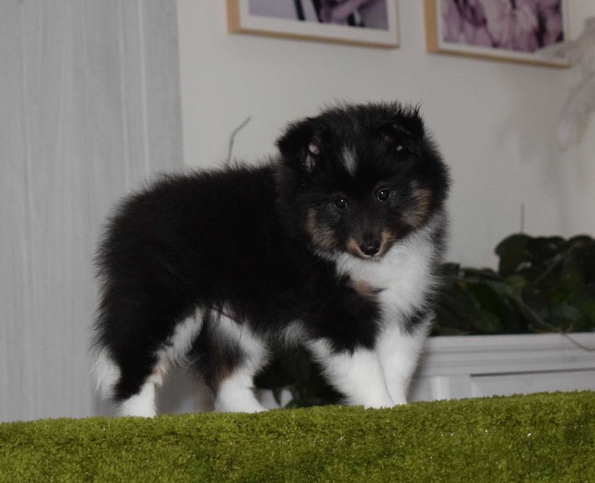Owczarek szetlandzki sheltie z metryką ZKwP/ FCI skoczny jak piłeczka