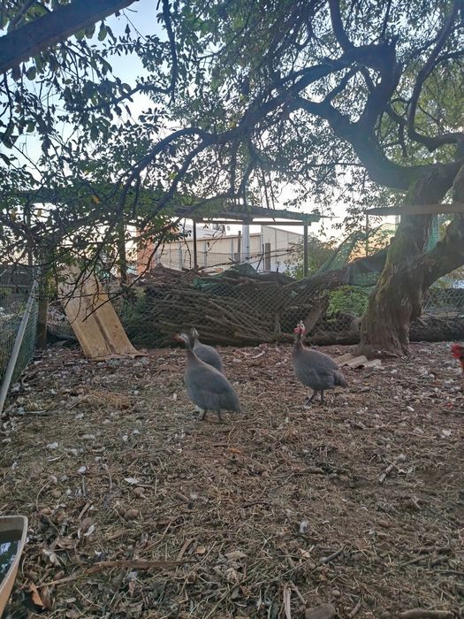 3 Galinhas da Angola