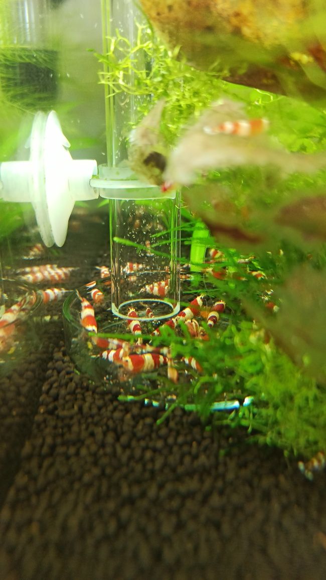 Krewetki Crystal Red