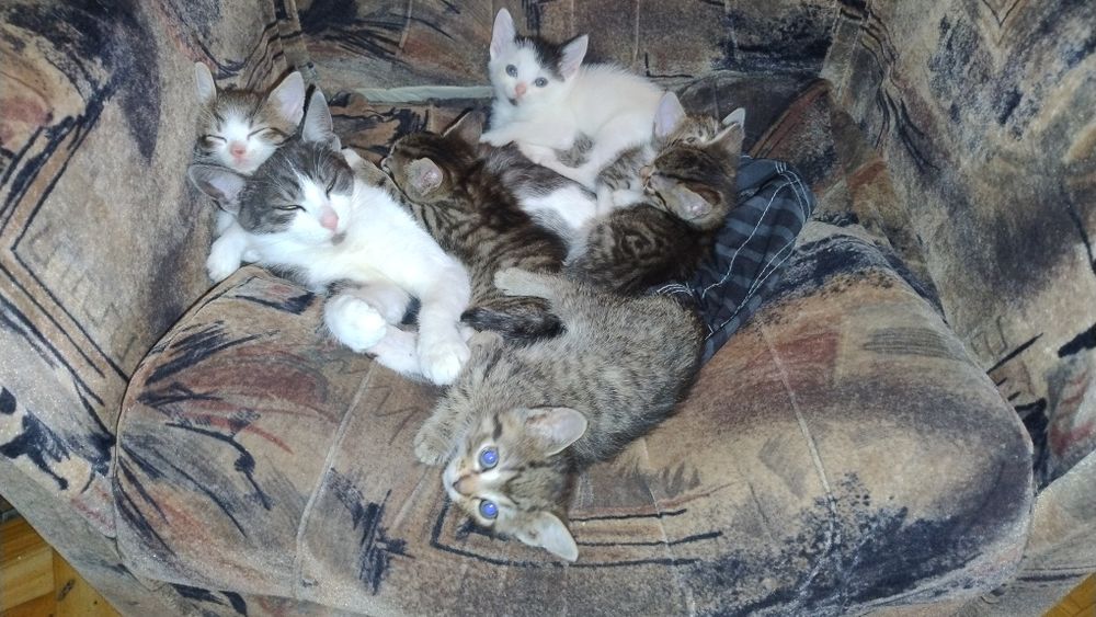 Oddam w dobre ręce kocięta