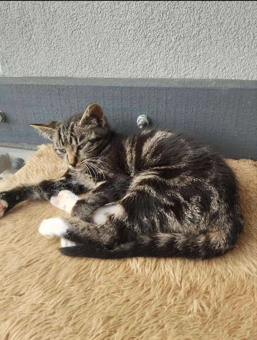 Kotek do adopcji