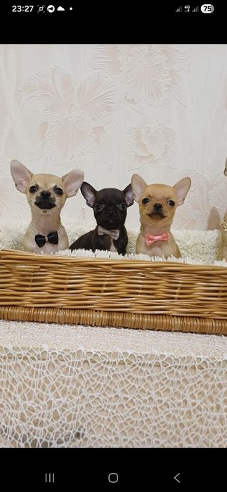 Шикарні хлопці чихуахуа