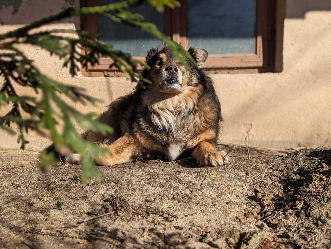 Miś - średni przyjazny pies do adopcji