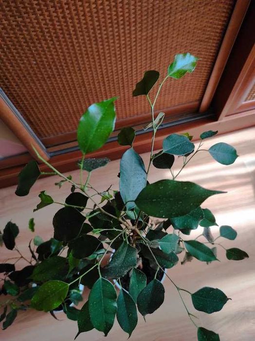 Фикус Даниэль деревце домашнее 76 см