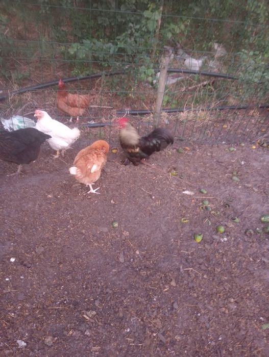 Witam sprzedam koguty 2 sztuki