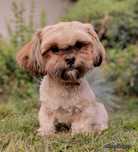 2 letnia MIKRO  suczka w typie SHIH TZU