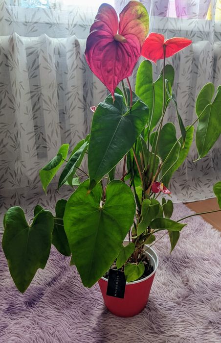 Вазон Антуріум червоний