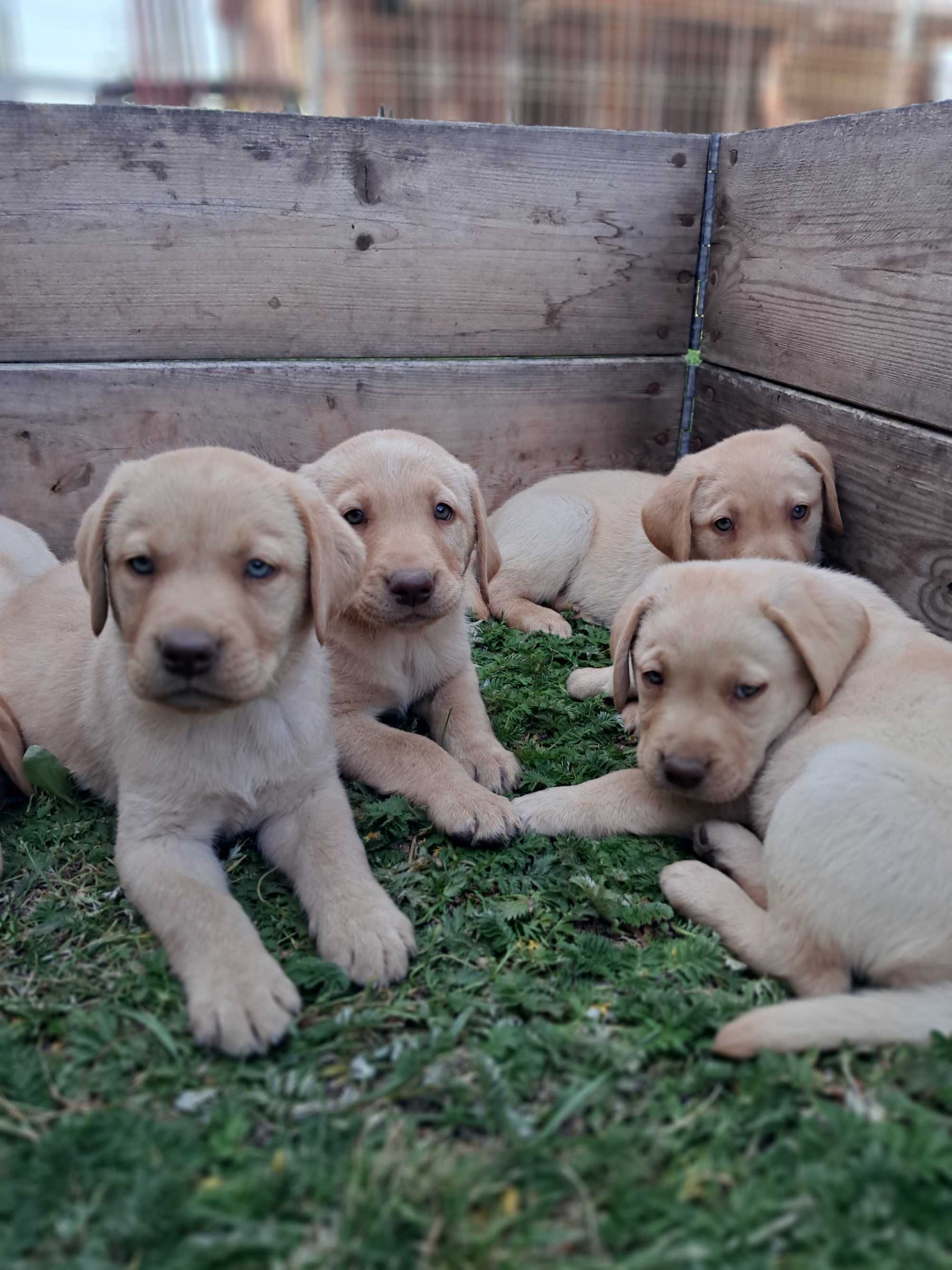 Sprzedam Labrador Retriever