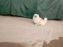 Spitz Adulta com 1 Ano