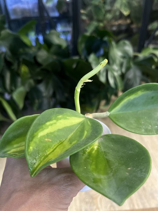 Hoya pachyclada inner variegata