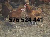 Kury Rosa Leghorn Dominant Lohman Greenshel